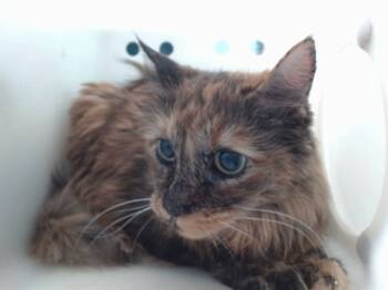 Rescue Domestic Long Hair Cats for Adoption in Albuquerque, New Mexico - LITTLE ONE | PetCurious