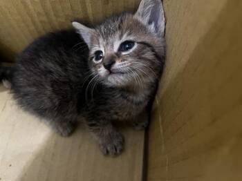 Domestic Short Hair Cats Available for Adoption in Charlotte, North Carolina - TOREY | PetCurious