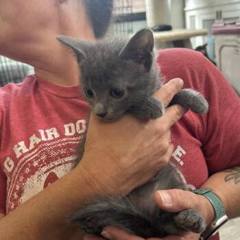 Moira 26-066 -  Domestic Short Hair Cat for Adoption in Little Rock, Arkansas - Moira 26-066 | PetCurious