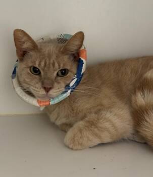 Rescue Domestic Short Hair Cats for Adoption in Dearborn, Michigan - Julia | PetCurious