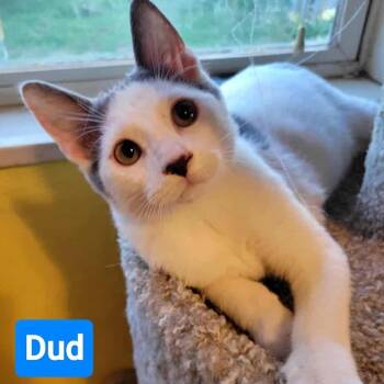 Rescue Domestic Short Hair Cats for Adoption in Fort Worth, Texas - Dud | PetCurious