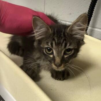 Cider -  Domestic Medium Hair Cat for Adoption in Greenville, South Carolina - Cider | PetCurious