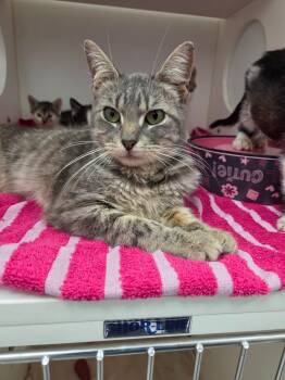 Bradley -  Domestic Short Hair Cat for Adoption in Oxford, North Carolina - Bradley | PetCurious
