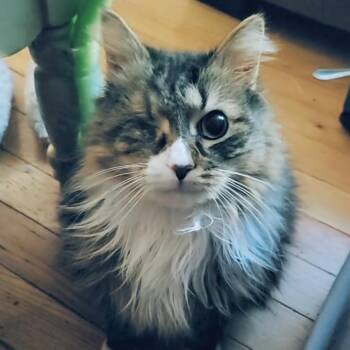 Simon (SPECIAL NEEDS - Diabetic, one eye) -  Domestic Long Hair Cat for Adoption in Fitchburg, Massachusetts - Simon (SPECIAL NEEDS - Diabetic, One Eye) | PetCurious