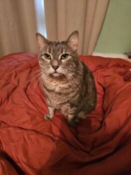 Domestic Short Hair Cats Available for Adoption in The Woodlands, Texas - Rosie | PetCurious