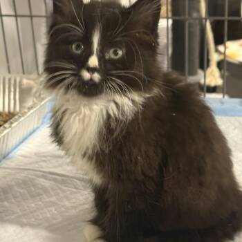 Yogurt -  Domestic Medium Hair Cat for Adoption - Yogurt | PetCurious