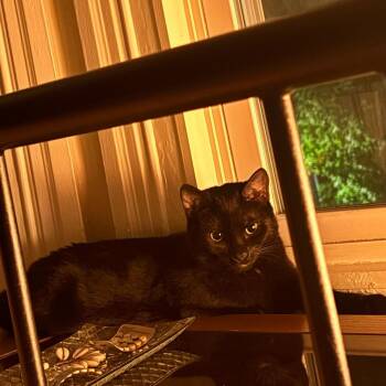 Sage Fierce -  Domestic Short Hair Cat for Adoption in Philadelphia, Pennsylvania - Sage Fierce | PetCurious