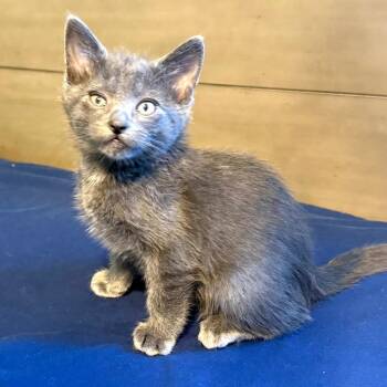 Russian Blue and Domestic Short Hair Cats Available for Adoption - Henry | PetCurious