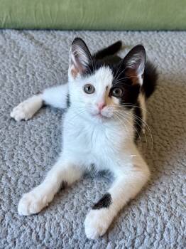 Rescue Domestic Short Hair Cats for Adoption in Fishers, Indiana - Willow | PetCurious