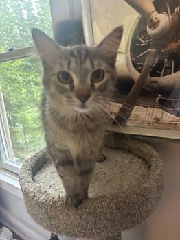 Claudia -  Siberian and Domestic Long Hair Cat for Adoption in Shrewsbury, Massachusetts - Claudia | PetCurious