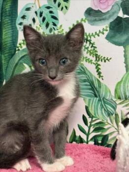 RICKY -  Domestic Short Hair Cat for Adoption in Tracy, California - RICKY | PetCurious