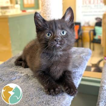 Stipple -  Domestic Short Hair Cat Available for Adoption in Toledo, Ohio - Stipple | PetCurious