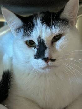 Cowboy -  Domestic Short Hair Cat for Adoption in Hamilton, Montana - Cowboy | PetCurious