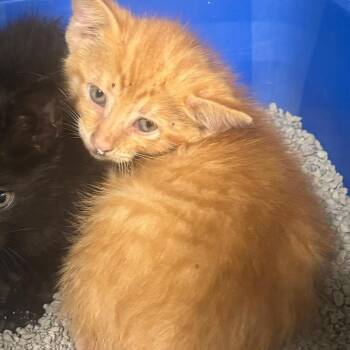 Cheese -  Domestic Short Hair Cat for Adoption in Brookfield, Missouri - Cheese | PetCurious