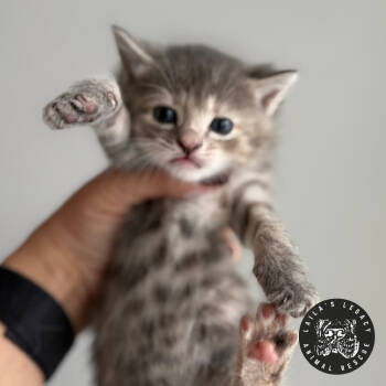 Rescue Domestic Short Hair Cats for Adoption in Washington, District Of Columbia - Tea | PetCurious