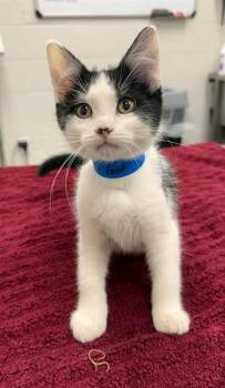 Rescue Domestic Short Hair Cats for Adoption in Peoria, Illinois - LITTLE FOOT | PetCurious