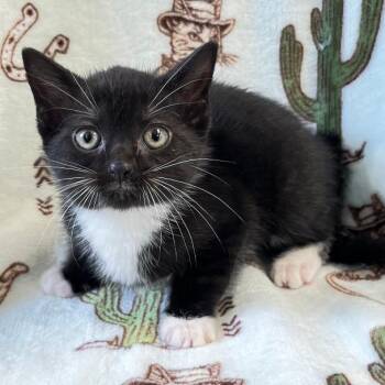 Lippizan -  Domestic Short Hair Cat Available for Adoption in Mt. Juliet, Tennessee - Lippizan | PetCurious