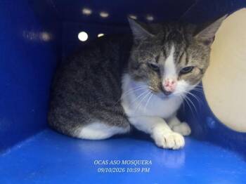 AVOCATTO -  Domestic Short Hair Cat for Adoption in Orlando, Florida - AVOCATTO | PetCurious