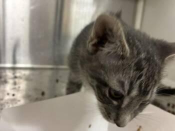 MEGAN -  Domestic Short Hair Cat for Adoption in Colorado Springs, Colorado - MEGAN | PetCurious