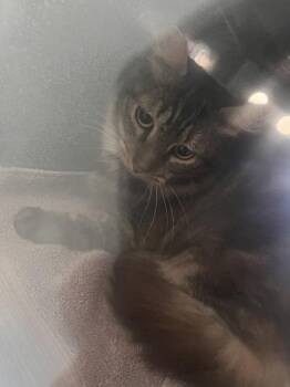 Cash -  Domestic Short Hair Cat for Adoption in Daytona Beach, Florida - Cash | PetCurious