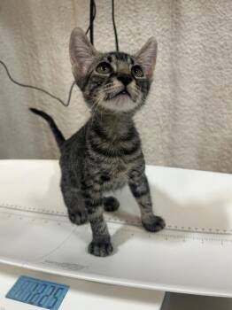 Louis -  Domestic Short Hair Cat for Adoption in Corpus Christi, Texas - Louis | PetCurious