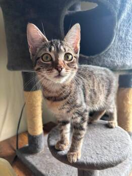 Pumpkin -  Domestic Short Hair Cat for Adoption in Milton, Delaware - Pumpkin | PetCurious