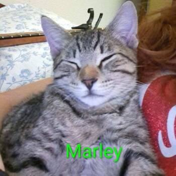 Rescue Domestic Short Hair Cats for Adoption in Rochester, Minnesota - Marley | PetCurious
