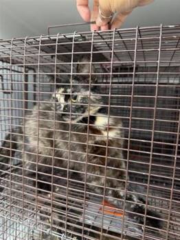 Domestic Short Hair Cats Available for Adoption in Houston, Texas - A655449 | PetCurious
