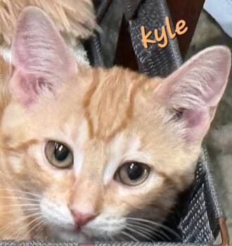 Kyle -  Domestic Short Hair Cat for Adoption in Longwood, Florida - Kyle | PetCurious
