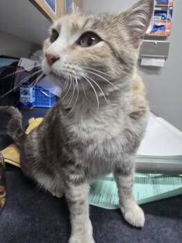 Domestic Short Hair Cats Available for Adoption in Missoula, Montana - Snowdrop | PetCurious