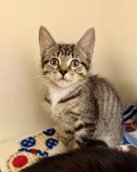 PAYDAY -  Domestic Short Hair Cat for Adoption in Brewster, Massachusetts - PAYDAY | PetCurious