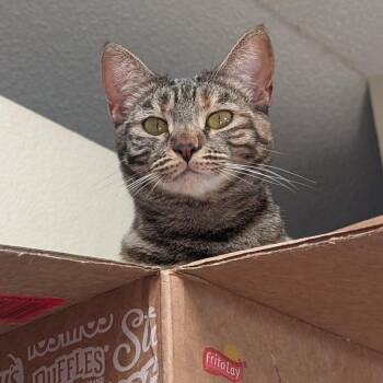 Rescue Domestic Short Hair Cats for Adoption in Villa Park, California - Kristy | PetCurious