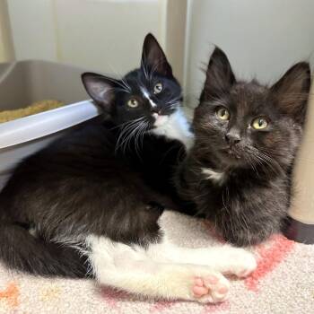 Moon Snail -  Domestic Medium Hair and Domestic Short Hair Cat for Adoption in Woodinville, Washington - Moon Snail | PetCurious