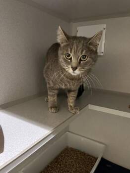 Domestic Short Hair Cats Available for Adoption in Stratham, New Hampshire - Baby | PetCurious