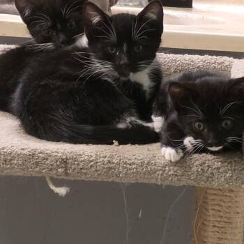 Fidget -  Domestic Short Hair Cat for Adoption in Mission Viejo, California - Fidget | PetCurious