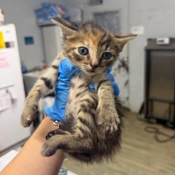 Treble -  Domestic Short Hair Cat for Adoption in Summerville, South Carolina - Treble | PetCurious