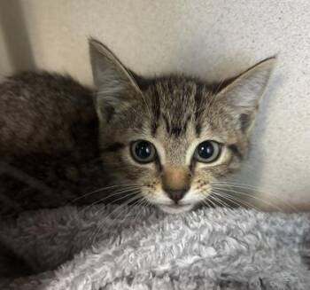 Padme - I AM AT PetSmart Northborough -  Domestic Short Hair Cat for Adoption in East Brookfield, Massachusetts - Padme - I AM AT PetSmart Northborough | PetCurious
