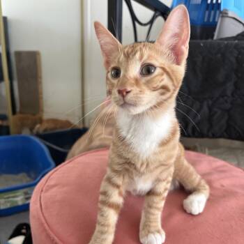 Atlas - City of Industry Location -  Domestic Short Hair Cat for Adoption in Chino Hills, California - Atlas - City Of Industry Location | PetCurious