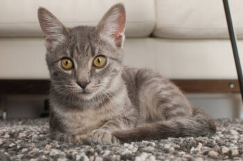 Rescue Domestic Short Hair and Tabby Cats for Adoption in Dallas, Texas - Lalo | PetCurious