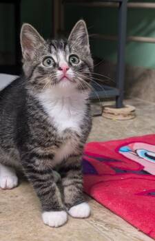Domestic Short Hair Cats Available for Adoption in Shelton, Washington - Simon | PetCurious