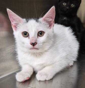 Ballet -  Domestic Short Hair Cat for Adoption in Christiansburg, Virginia - Ballet | PetCurious
