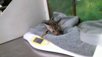 NELSON -  Domestic Short Hair Cat for Adoption in Houston, Texas - NELSON | PetCurious