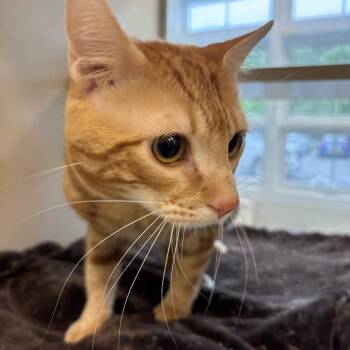 Domestic Short Hair Cats Available for Adoption in Gloucester, Virginia - Simba | PetCurious