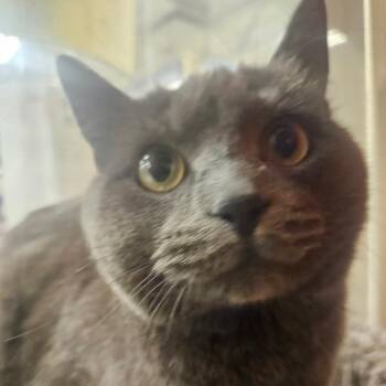 Domestic Short Hair Cats Available for Adoption in Grantsville, Utah - Anya | PetCurious