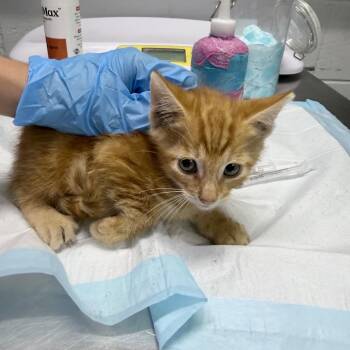 Barrel -  Domestic Short Hair Cat for Adoption in Summerville, South Carolina - Barrel | PetCurious