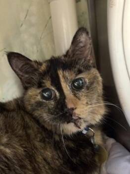 Domestic Short Hair Cats Available for Adoption - Callie | PetCurious
