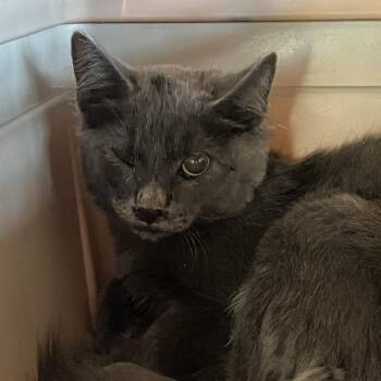 Tinsley FKA LKF6 -  Domestic Short Hair Cat for Adoption in Leander, Texas - Tinsley FKA LKF6 | PetCurious