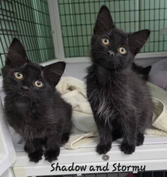 Shadow & Stormy -  Domestic Medium Hair Cat for Adoption in Key Largo, Florida - Shadow & Stormy | PetCurious