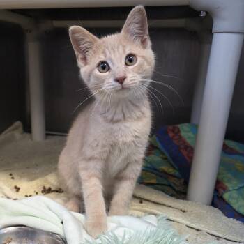 Khaki -  Domestic Short Hair Cat for Adoption in Fort Wayne, Indiana - Khaki | PetCurious