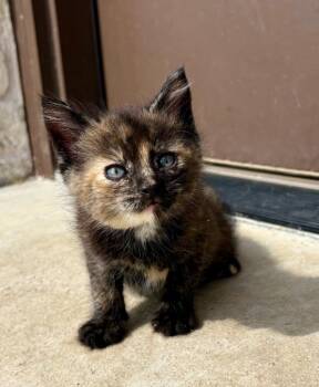 Squeaks -  Domestic Medium Hair Cat for Adoption in Valley Park, Oklahoma - Squeaks | PetCurious